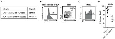 Dissecting Integrin Expression and Function on Memory B Cells in Mice and Humans in Autoimmunity